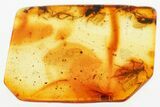 Detailed Fossil Long-Legged Flies, Mites, and an Ant in Baltic Amber #381330-1